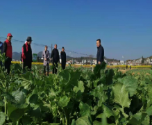 春风送暖，马龙区“一派西湖”职工生态种植基